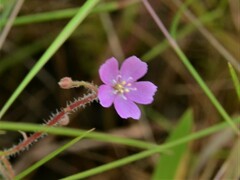 Drosera aquatica