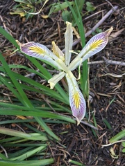 Iris chrysophylla
