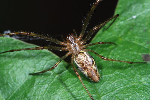 Blunt Stretch Spider