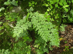 Asplenium buettneri