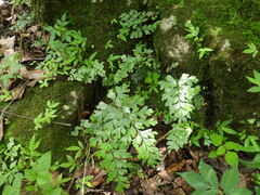 Asplenium buettneri