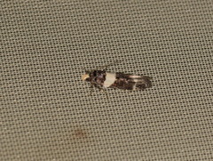 Recurvaria leucatella