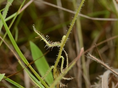 Drosera aquatica