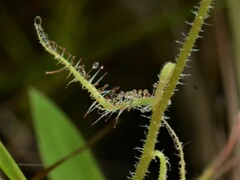 Drosera aquatica