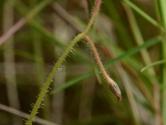 Drosera aquatica