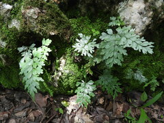 Asplenium buettneri