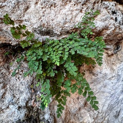 Adiantum capillus-veneris