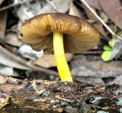 Pluteus hubregtseorum