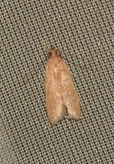 Helcystogramma rufescens