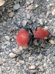 Dasymutilla flammifera