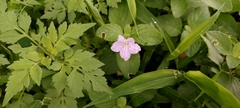 Ruellia prostrata
