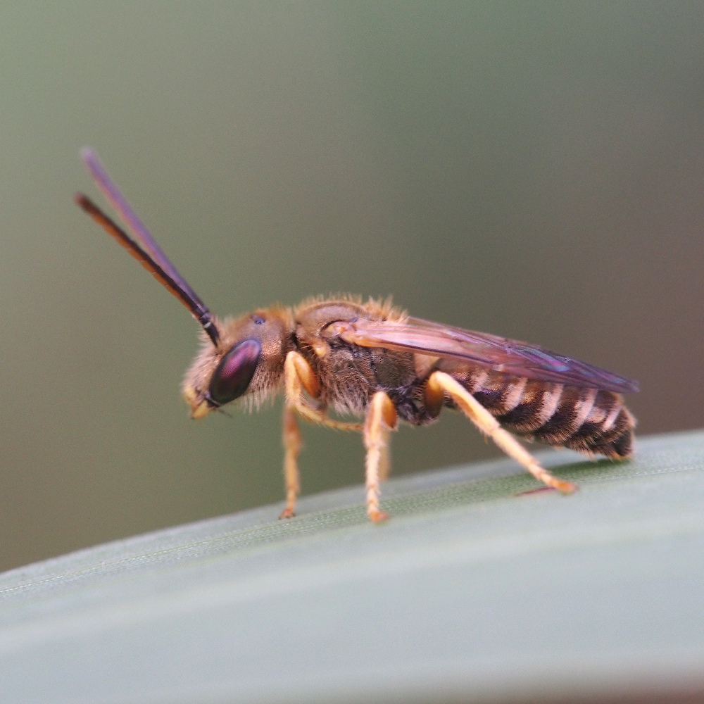 Coppery Metallic-Furrow bee