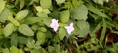 Ruellia prostrata
