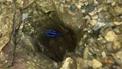 Pomacentrus grammorhynchus