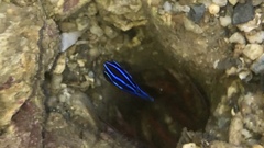 Pomacentrus grammorhynchus