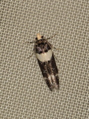 Recurvaria leucatella