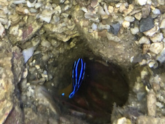 Pomacentrus grammorhynchus