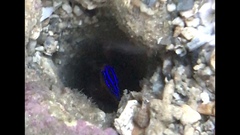 Pomacentrus grammorhynchus