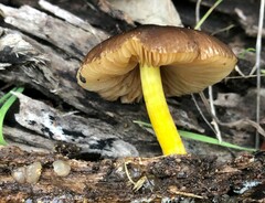 Pluteus hubregtseorum