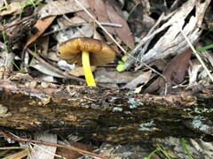 Pluteus hubregtseorum