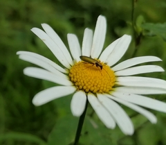 Chrysanthia geniculata