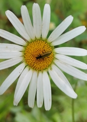 Chrysanthia geniculata