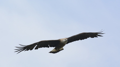 Haliaeetus leucoryphus