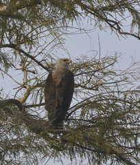 Haliaeetus leucoryphus