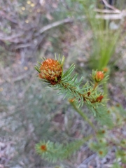 Pultenaea stipularis