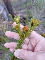 Pultenaea stipularis