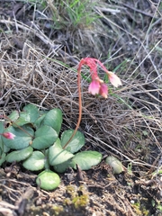 Crassula capensis capensis