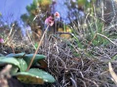 Crassula capensis capensis