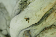 Sphiximorpha subsessilis