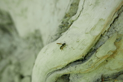 Sphiximorpha subsessilis