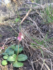Crassula capensis capensis