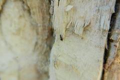 Anthocomus
