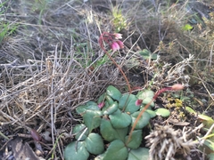 Crassula capensis capensis