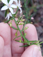 Philotheca scabra