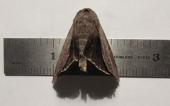 Catocala agrippina