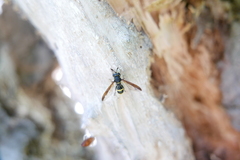 Sphiximorpha subsessilis