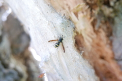 Sphiximorpha subsessilis