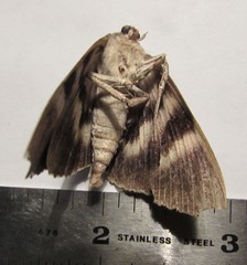 Catocala agrippina