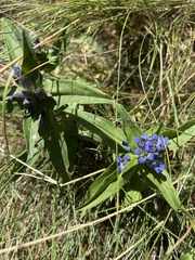 Gentiana cruciata cruciata