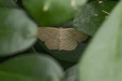 Scopula propinquaria
