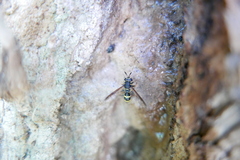 Sphiximorpha subsessilis