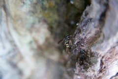 Sphiximorpha subsessilis