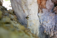 Sphiximorpha subsessilis