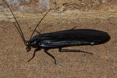 Pseudoderopeltis