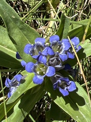 Gentiana cruciata cruciata