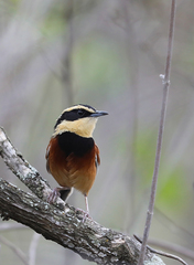 Melanopareia elegans